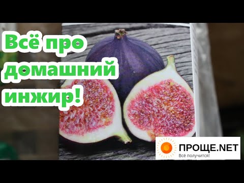 Видео: Комнатный инжир от А до Я: уход, формировка, вредители, подкормки, где купить. Полезный и красивый!