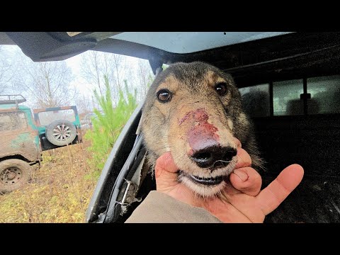 Видео: С Каюром по охотам 