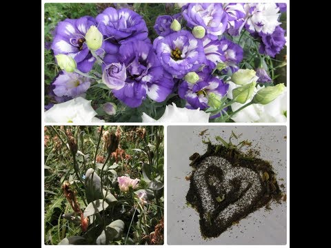 Видео: СБОР СЕМЯН ЭУСТОМЫ!