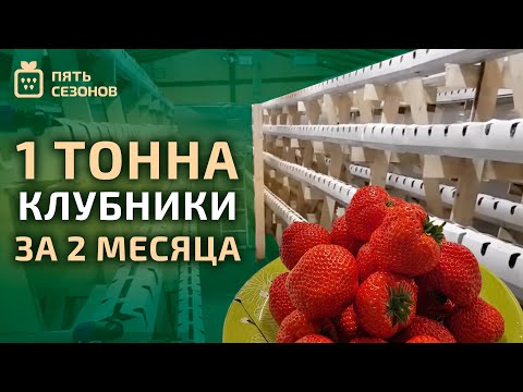 Видео: Помещение для зимнего выращивания клубники // Цель: 1 тонна за 2 месяца!!!