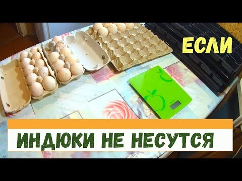 Видео: Почему индюки не несутся // Разведение индюков