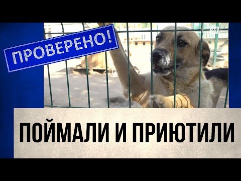 Видео: Новые правила по отлову бездомных животных введут в Казахстане | Проверено!