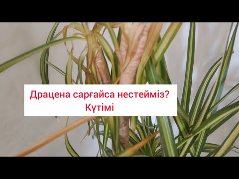 Видео: ДРАЦЕНА ГҮЛІ САРҒАЙСА НЕСТЕЙМІЗ?ДРАЦЕНА КҮТІМІ #драцена