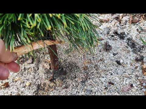 Видео: Как распознать заглубление корневой шейки.Щепа в саду.