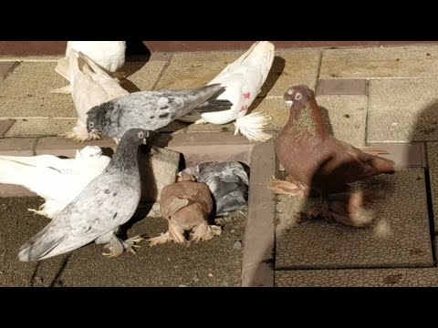 Видео: Размеры голубятни, зависят от количества голубей которое будете держать.