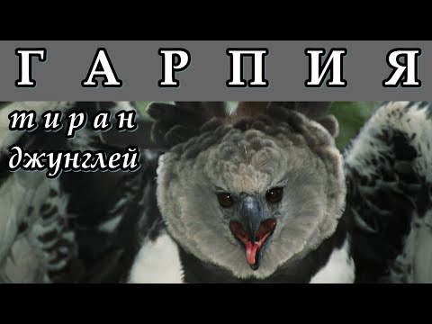 Видео: ГАРПИЯ - Тиран джунглей