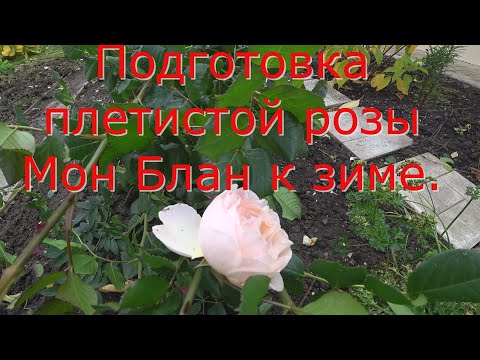Видео: Подготовка плетистой розы Мон Блан к зиме
