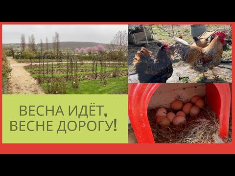 Видео: Съездила в питомник роз, мои куры, теплица