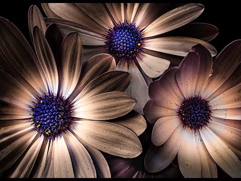 Видео: КРЕАТИВНАЯ ФОТОГРАФИЯ ЦВЕТОВ — Цветы, появляющиеся из темноты