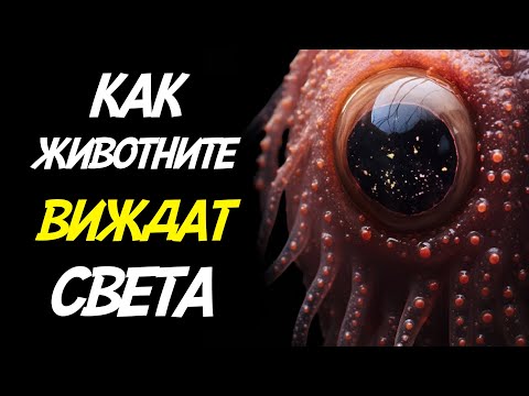 Видео: Ето как ЖИВОТНИТЕ ВИЖДАТ света