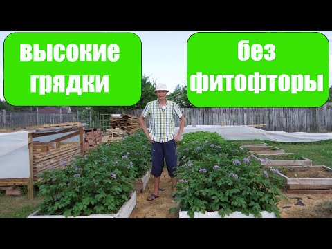 Видео: Картошка ПРОТИВ ФИТОФТОРЫ в высокой гряде #2 #картошка