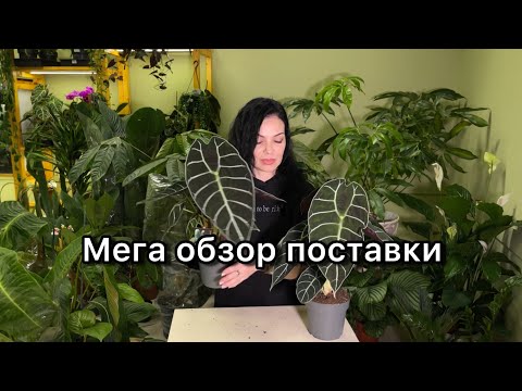 Видео: Мега обзор поставки редких растений из Голландии 🌱