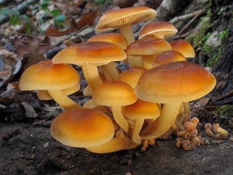 Видео: Как вырастить грибы на участке. Опенок зимний. [Практикум]