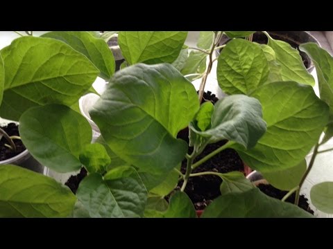 Видео: 196. Идеальный вариант посадки баклажанов