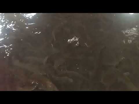 Видео: Африка лакка балик +998333419681 телеграмга ёзинг манзил СИРДАРЁ ВИЛОЯТИ Гулистон шахри