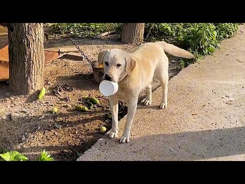Видео: Собака на цепи, которую кормят испорченной едой и грязной водой, просит у прохожих собачью еду