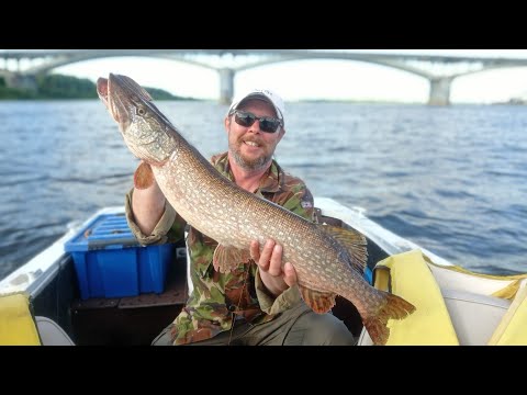 Видео: Джиг с лодки в черте города. Судак и щука, Волга и Ока.