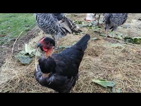 Видео: ПОДСТИЛКА ДЛЯ ПТИЦЫ,ПАШЕМ ОГОРОДЫ,БЕГОНИИ В ПАРНИКЕ,ТЕЛЯТА В ЗАГОНЕ!