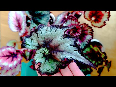 Видео: 🤭🌿ПОСЫЛКА...БЕЗ КОММЕНТАРИЕВ