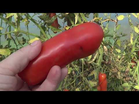 Видео: ТОМАТ ЖЕНСКОЕ СЧАСТЬЕ