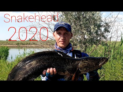 Видео: Змееголов озера Калгансыр/Snakehead 2020.