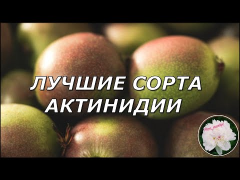 Видео: Лучшие сорта актинидии