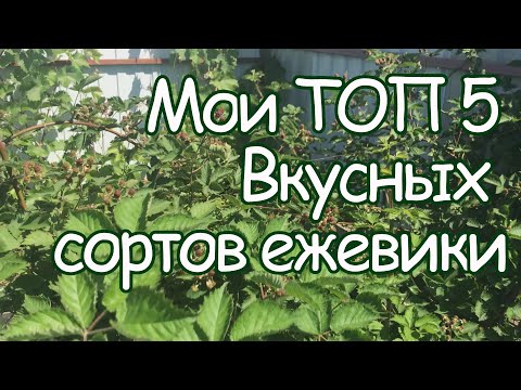 Видео: 5 самых вкусных  сортов ежевики