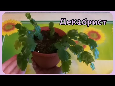Видео: Декабрист🌸Размножение способ номер 2 (номер 1 ссылка под видео)❤Пересадка🌱Укоренение⚘Грунт🍀Полив