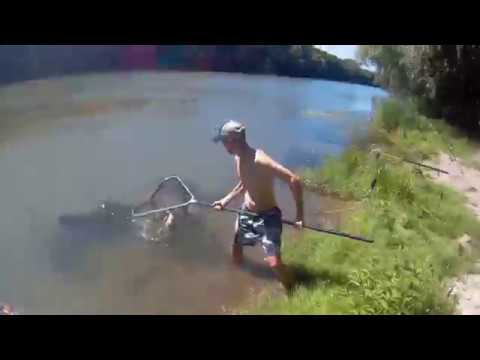 Видео: рыбалка днестр сазан ловится