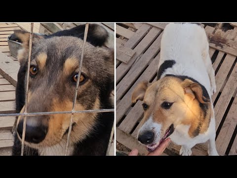 Видео: Первые прогулки и социализация после переезда в приют ! Сафи, Мира, Ёсик, Чук и Лася✊️