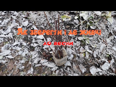 Видео: Як зберегти живці, і де до весняних щеплень.