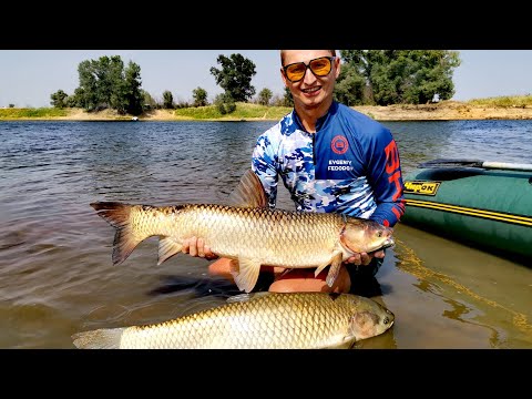 Видео: ДИКИЕ АМУРЫ. ЭТУ РЫБАЛКУ ЗАПОМНЮ НА ДОЛГО!!! АВАРИЯ НА ВОДЕ! Ловля сазана и амура на Ахтубе 2021.