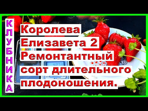 Видео: Описание сорта. Клубника Королева Елизавета 2. Ремонтантный сорт.