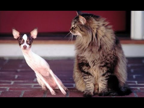 Видео: 😺 Не бойся, я маленьких не обижаю! 🐶 Смешное видео с собаками, кошками и котятами! 🐱