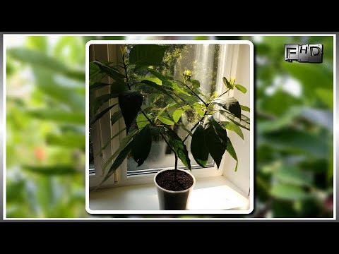 Видео: Как вырастить Авокадо из косточки дома (часть 8)