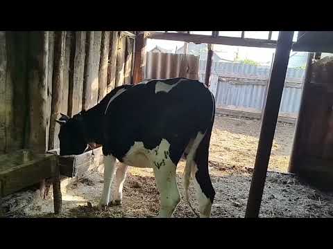 Видео: Что будет дальше с Веснушкой.