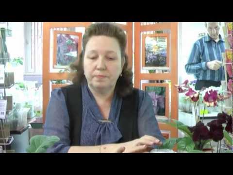 Видео: ДФ.Стрептокарпусы - подготовка к весне (Е.Павлова)
