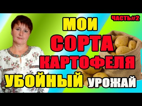 Видео: Убойный урожай картофеля. Часть 2. Мои сорта картофеля.