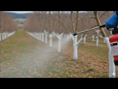 Видео: Когда и как опрыскивать плодовые деревья? Защитите плодовые деревья от болезней!