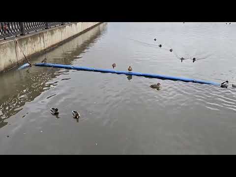 Видео: Павшинская пойма Красногорск ч. 1 🇷🇺