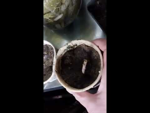 Видео: НИКОГДА не оставлю гортензию на зиму в подвале 🌺