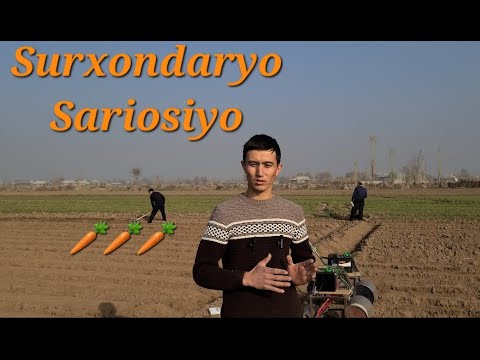 Видео: Sabzi ekish Surxondaryo Sariosiyo / Сабзи экиш Сурхондарё Сариосиё 20.12.2023