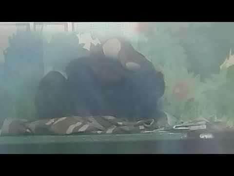 Видео: Шимпанзе Нюра любит общение и" читать," прессу.МмнЗоо 28 октября.