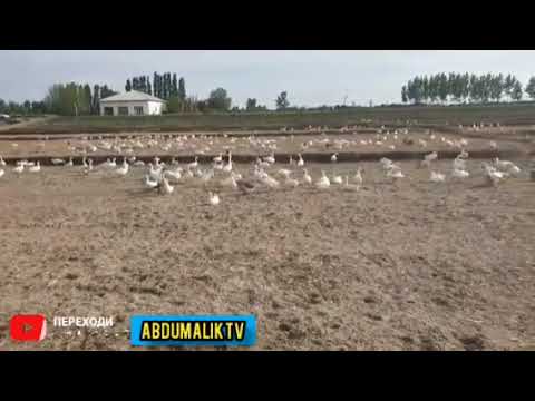 Видео: Тичорати Гоз дар Душанбе