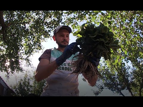 Видео: Продаж розсади полуниці. Флоренс і Квікі. 5.5 грн. (замовити: Вайбер 095 444 71 69)