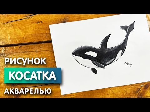 Видео: Как нарисовать касатку карандашом и акварелью начинающим | Рисунок поэтапно и легко для детей