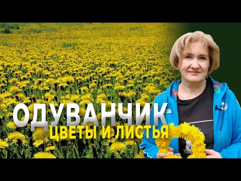 Видео: Цветы и листья одуванчика - не проходите мимо!