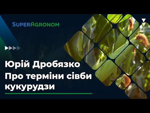 Видео: Оптимaльні строки сівби тa живлення кукурудзи. Порaди від Юрія Дробязко