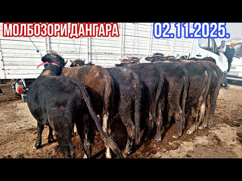 Видео: Молбозори Дангара 02.11.2025.