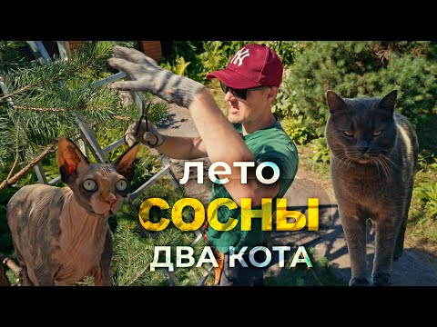 Видео: Лето, сосны, два кота. Нюансы обрезки сосны с Андреем Тихомировым